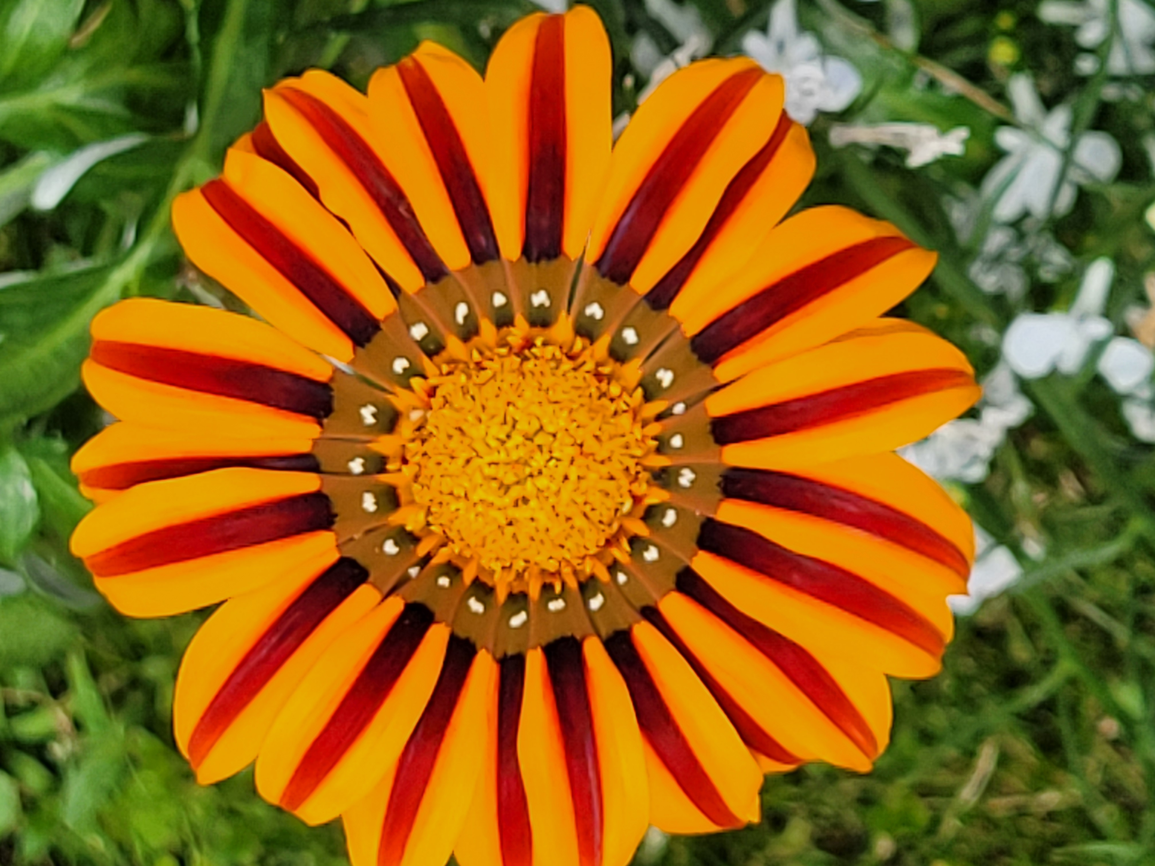 orangeflower.jpg